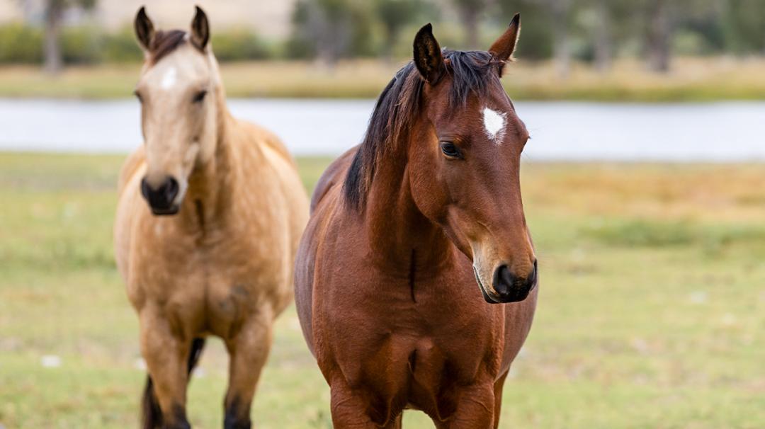 Two horses standing in a grassy field near a river, one with a white marking on its forehead.