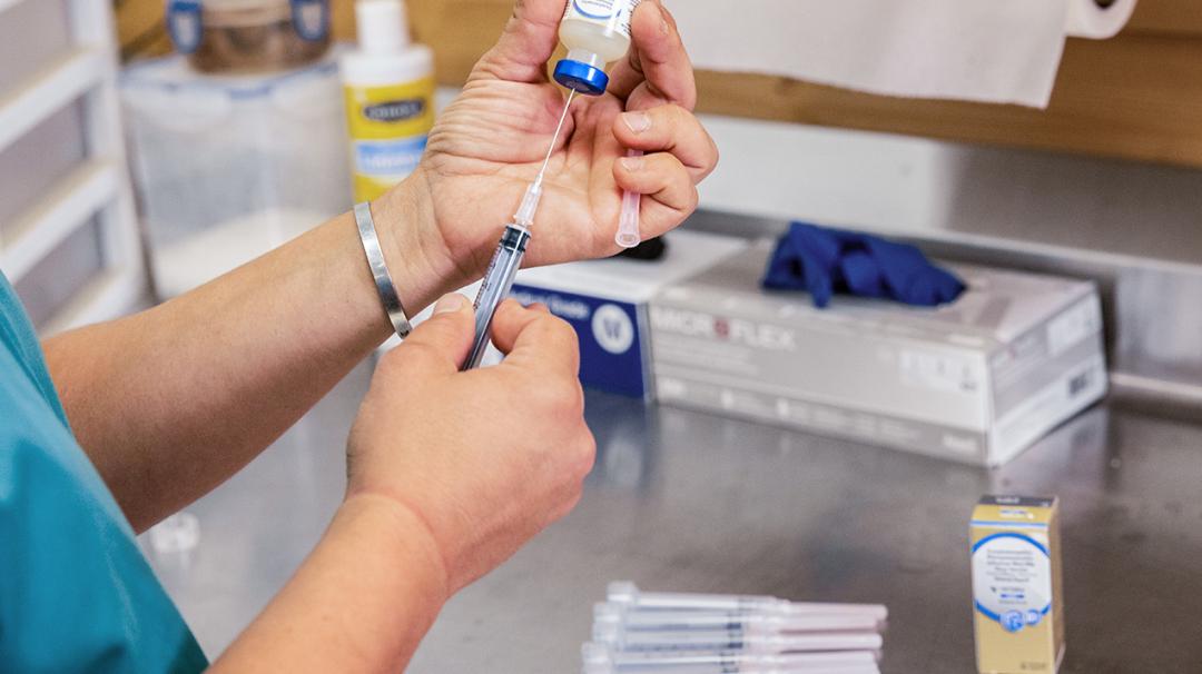 Person preparing a syringe with a vaccine in a veterinary setting, surrounded by medical supplies.