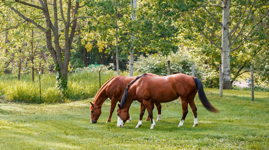Pair of horses to symbolize equine parasite control