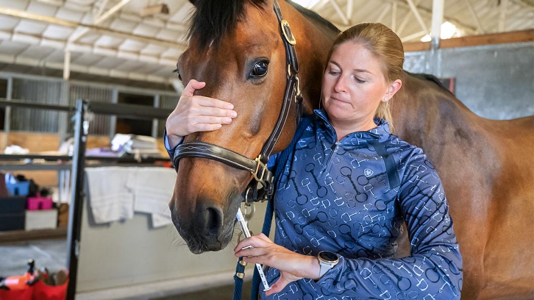 Woman administering oral medication to a bay horse in a stable setting.